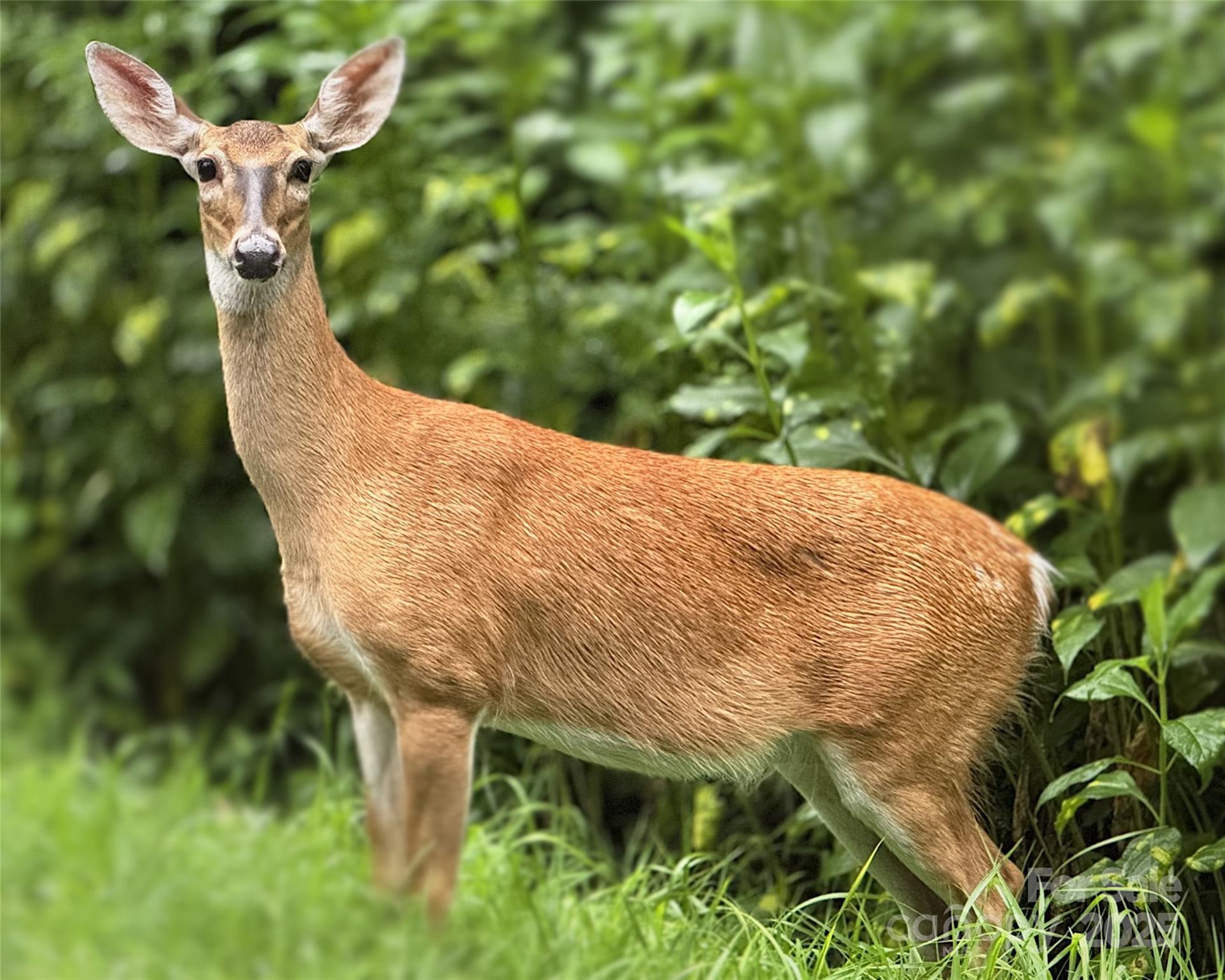 0 Fairway Loop, Unit 6 Burnsville, NC 28714 - Photo 4 of 8