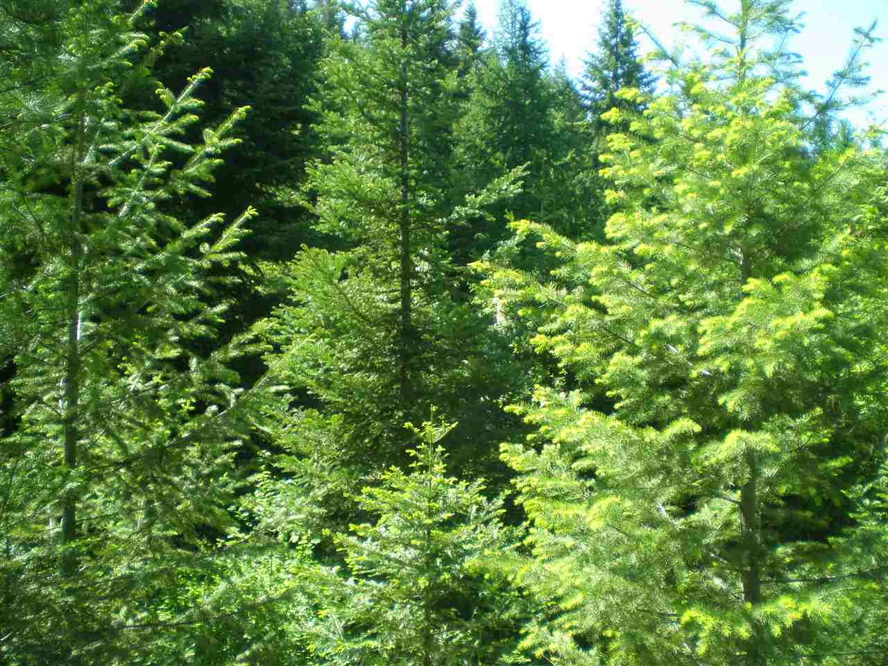 34-xx Hoag Road Valley, WA 99181 - Photo 16 of 20 Gallery Image 16