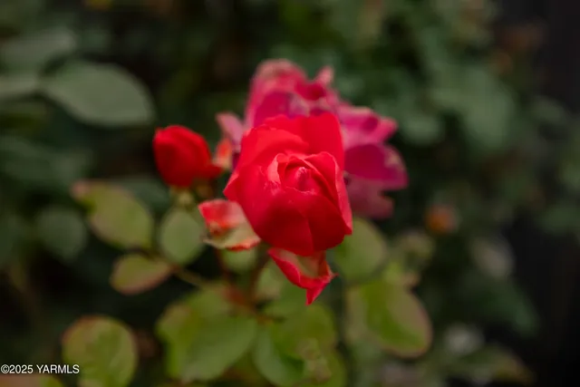 a view of a backyard with swimming pool