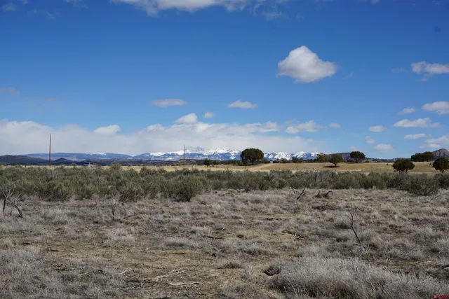 a view of a dry yard