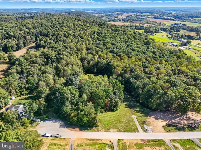 a view of a forest with a street