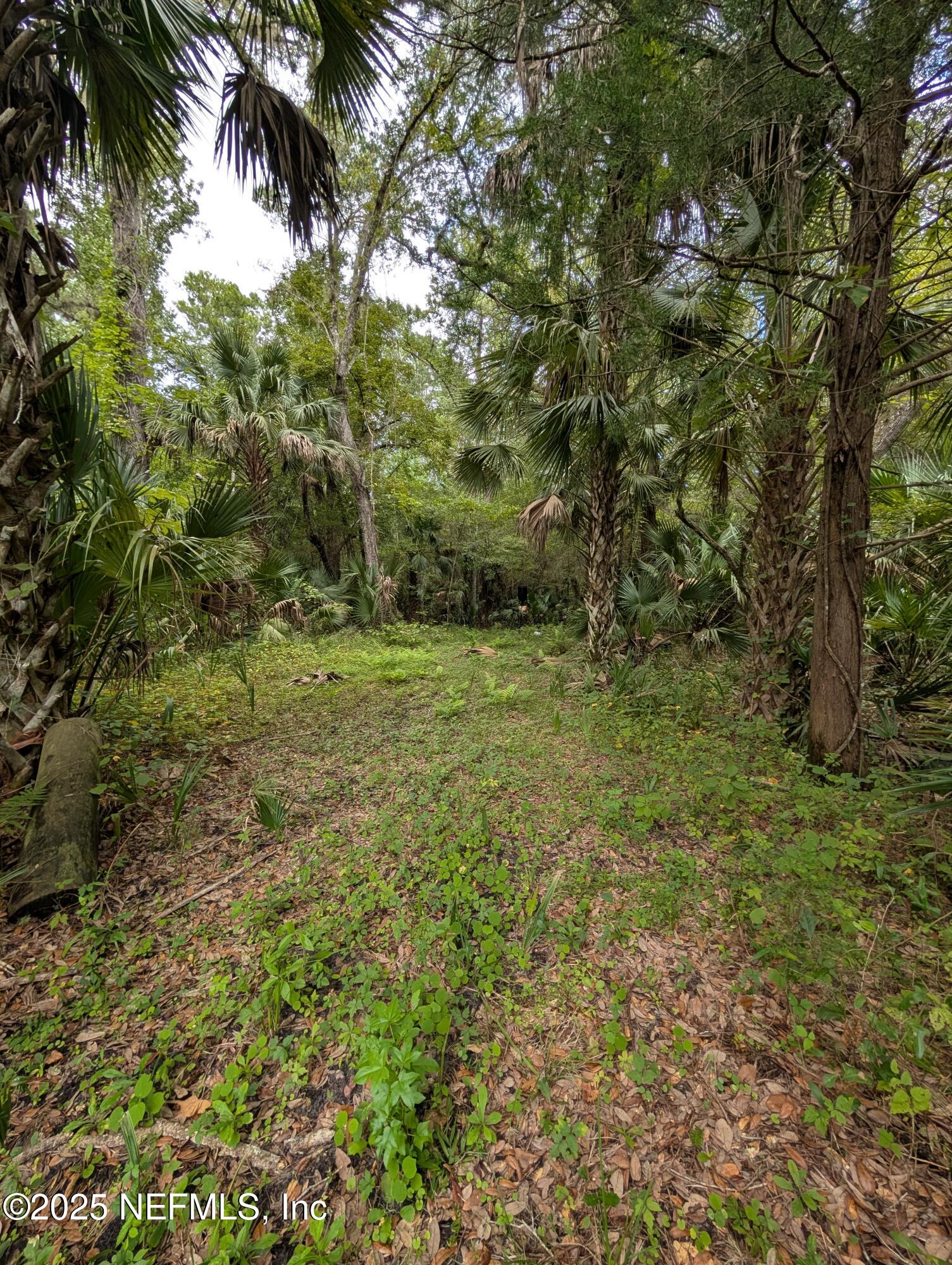 147 Pinetree Road Palatka, FL 32177 - Photo 14 of 17 a view of a field with lots of bushes