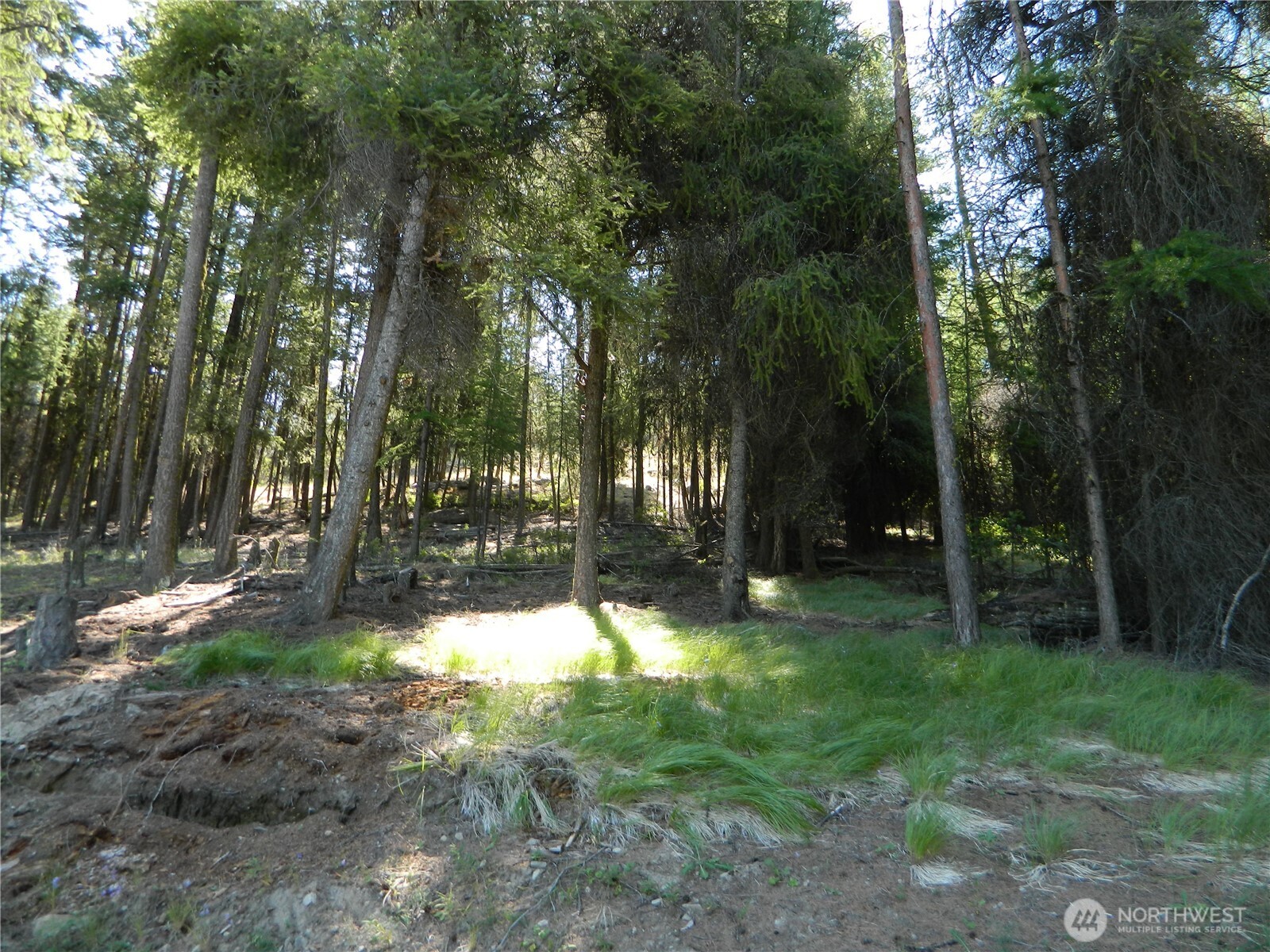 0 Tbd Snowbunny Ridge Drive Tonasket, WA 98855 - Photo 19 of 21 a view of a yard with trees