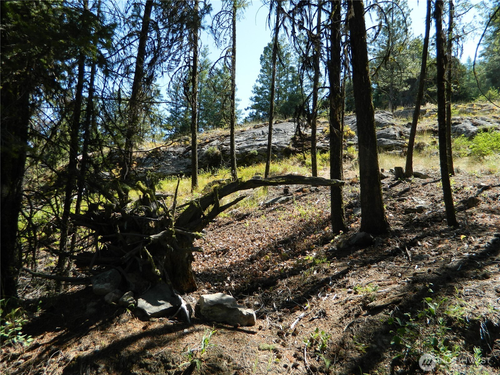 0 Tbd Snowbunny Ridge Drive Tonasket, WA 98855 - Photo 21 of 21 a view of a tree with a yard