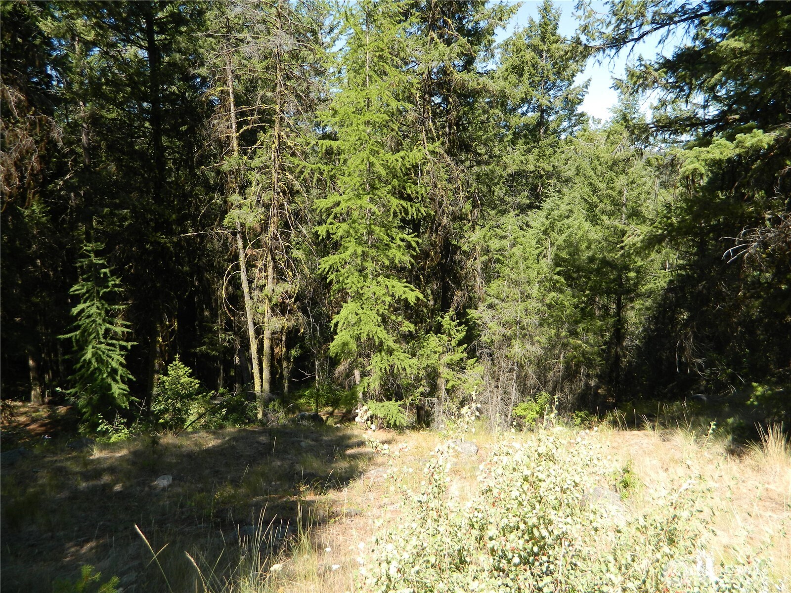 0 Tbd Snowbunny Ridge Drive Tonasket, WA 98855 - Photo 9 of 21 a view of a yard with large trees