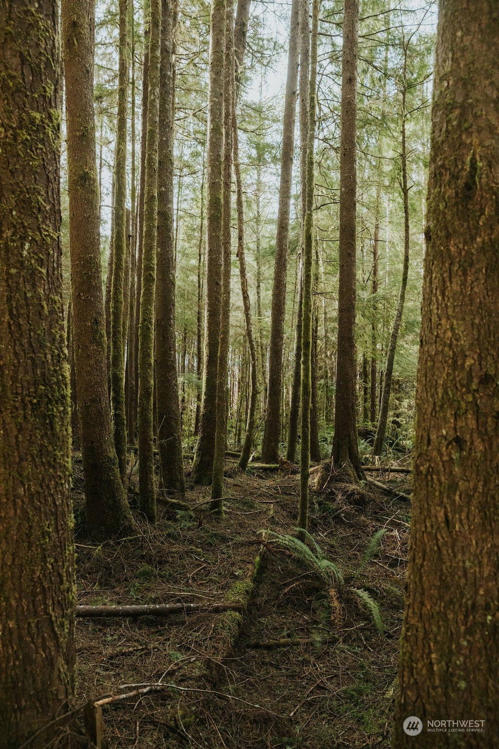 9999 Mora Road Forks, WA 98331 - Photo 4 of 15