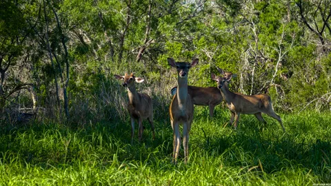 $2,532,000 | 422 F M 791, Campbellton, TX 78008