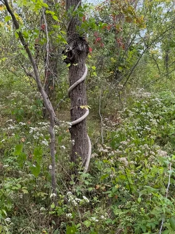 $60,000 | Belle Cornell Drive, Montour Falls, NY 14865