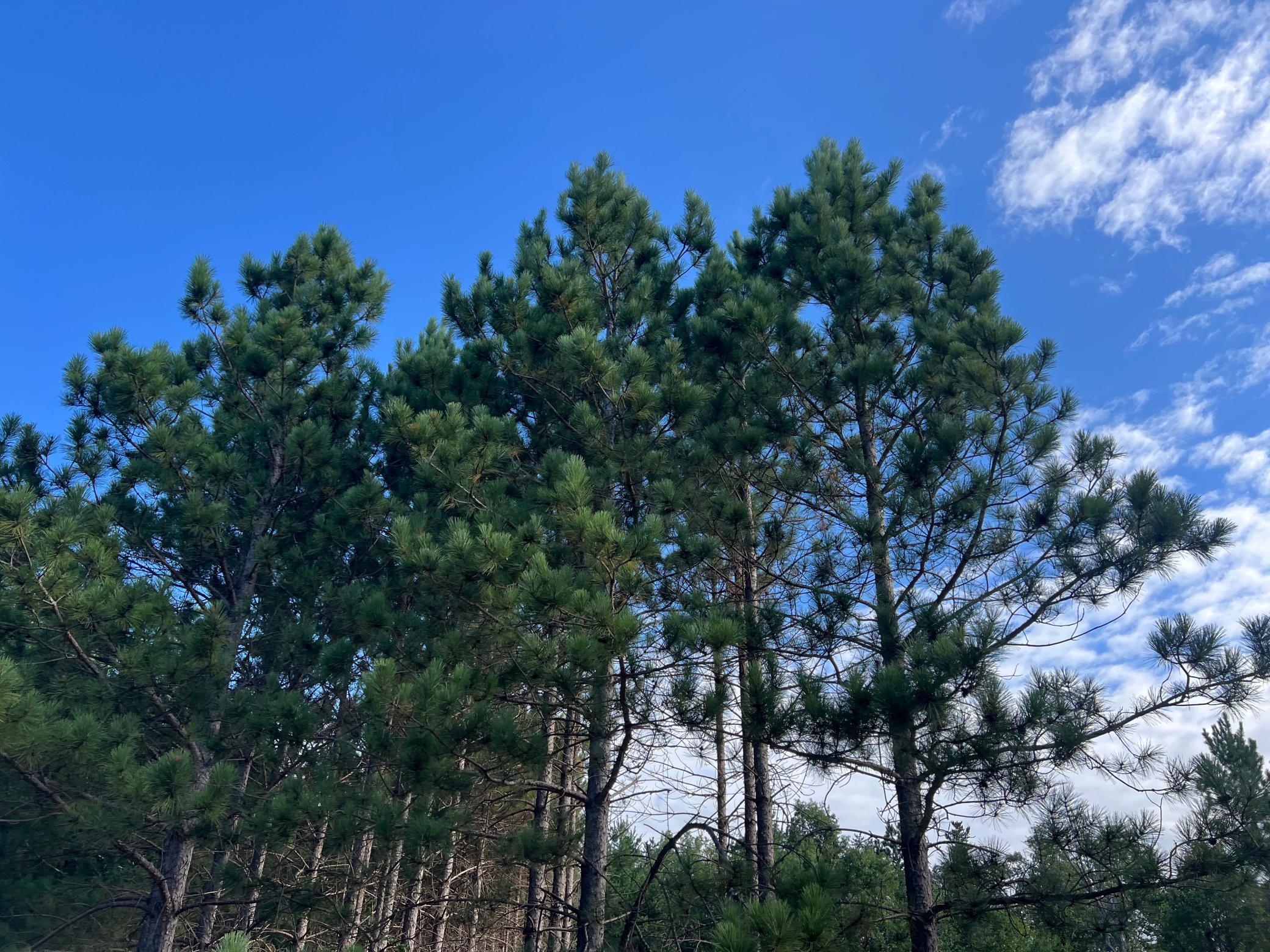 4218 See Gull Cove Brainerd, MN 56401 - Photo 5 of 12