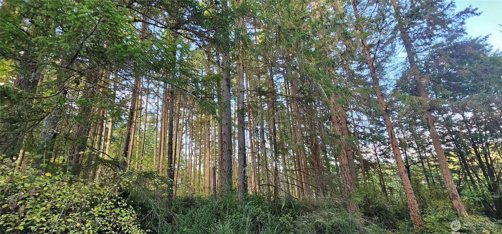 10115 Edgewood Drive Anderson Island, WA 98303 - Photo 5 of 16 a view of forest