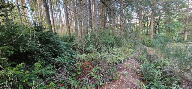 a view of a forest with trees in front of it
