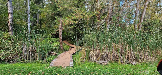 a view of a yard with plants and large trees