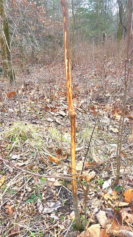 12156 Ellis Road Centerville, KS 66014 - Photo 17 of 74