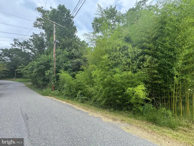 a view of a forest with a street