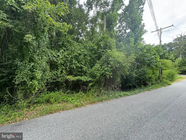 a view of a forest with a street