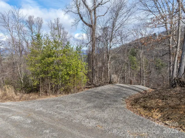 a view of a forest with trees