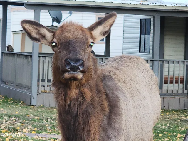 a picture of a house with a small yard and plants