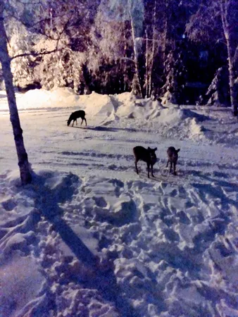 $485,000 | 64280 300th Street, Warroad, MN 56763