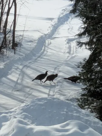 $485,000 | 64280 300th Street, Warroad, MN 56763