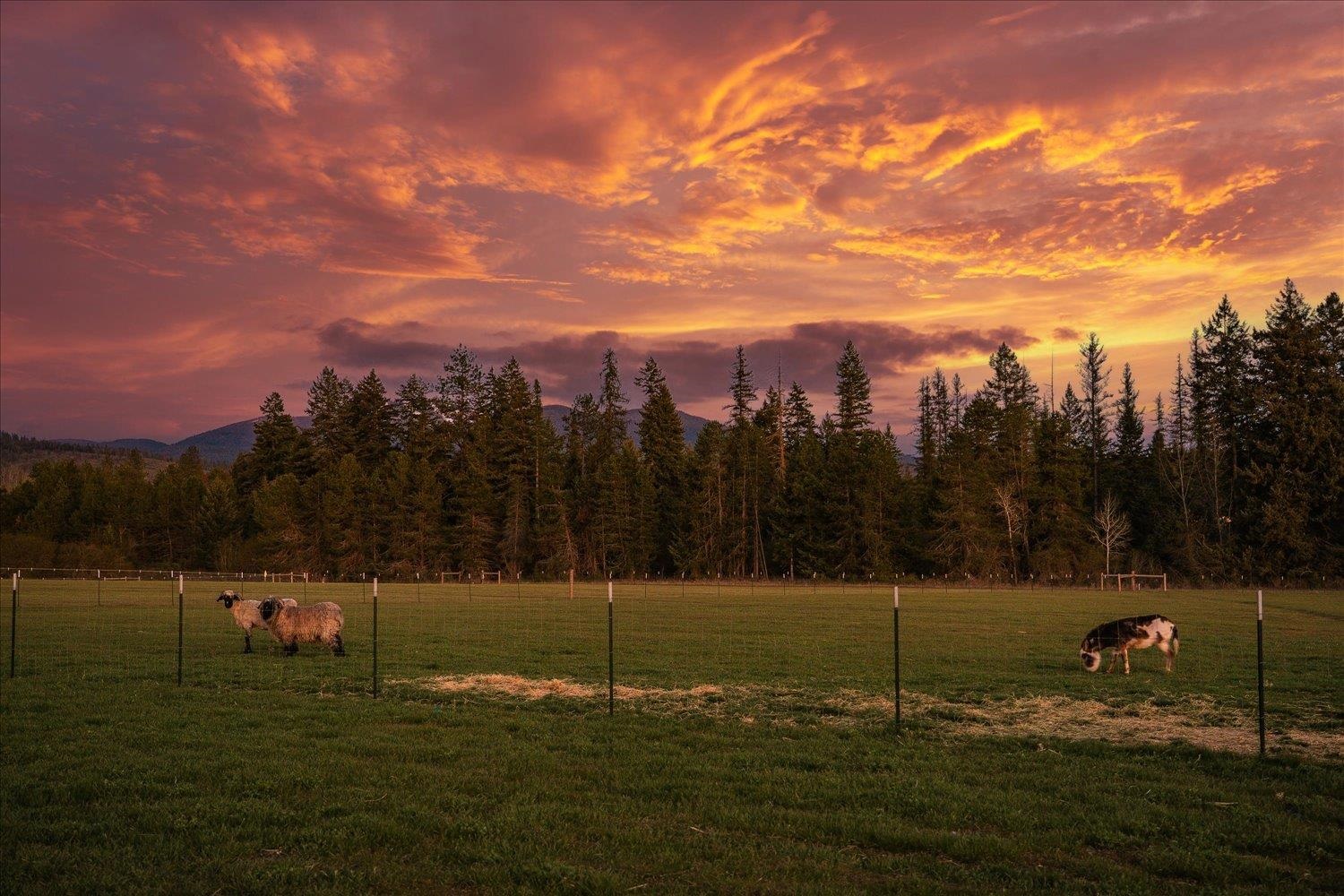 11918 East Nelson Road Elk, WA 99009 - Photo 45 of 49