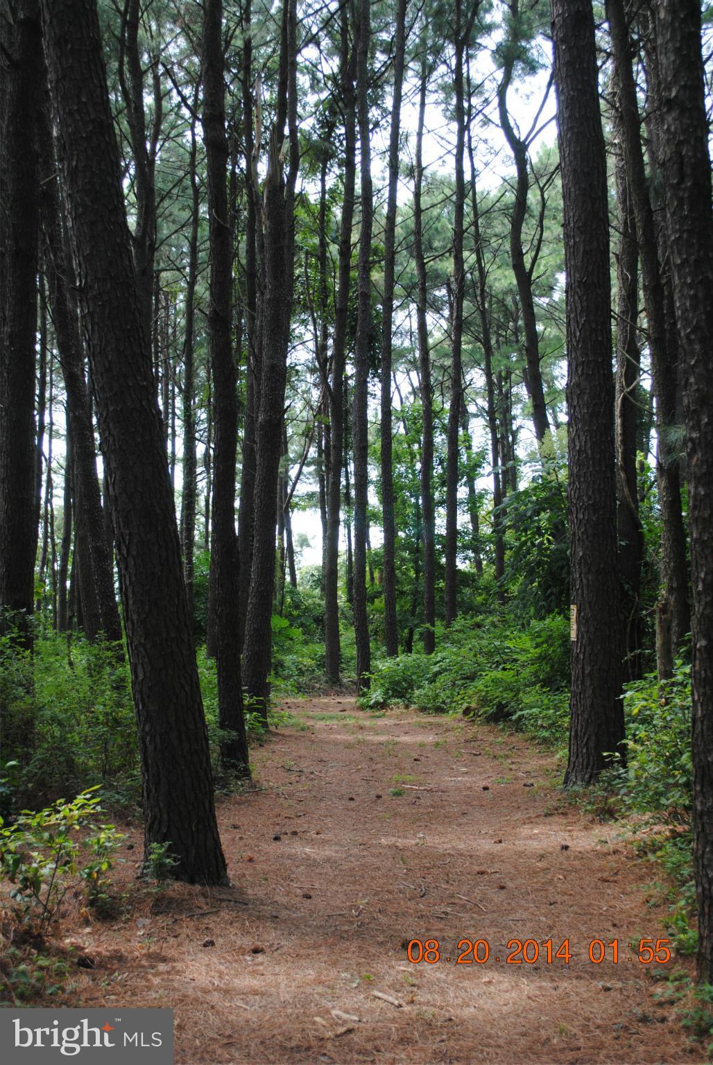 20839 Humphreys Point Road Rock Hall, MD 21661 - Photo 26 of 30 Miles of cleared trails through 7 acres of woods