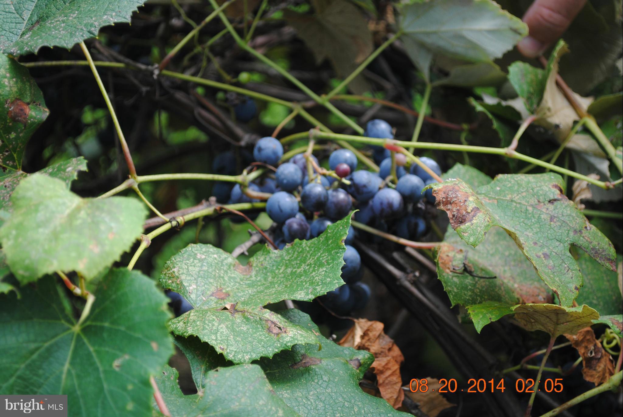 20839 Humphreys Point Road Rock Hall, MD 21661 - Photo 29 of 30 Enjoy grapes, apples, peaches, pears and gardens