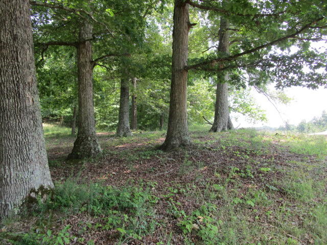560 Cabbage Road Blaine, TN 37709 - Photo 3 of 5 IMG_2002