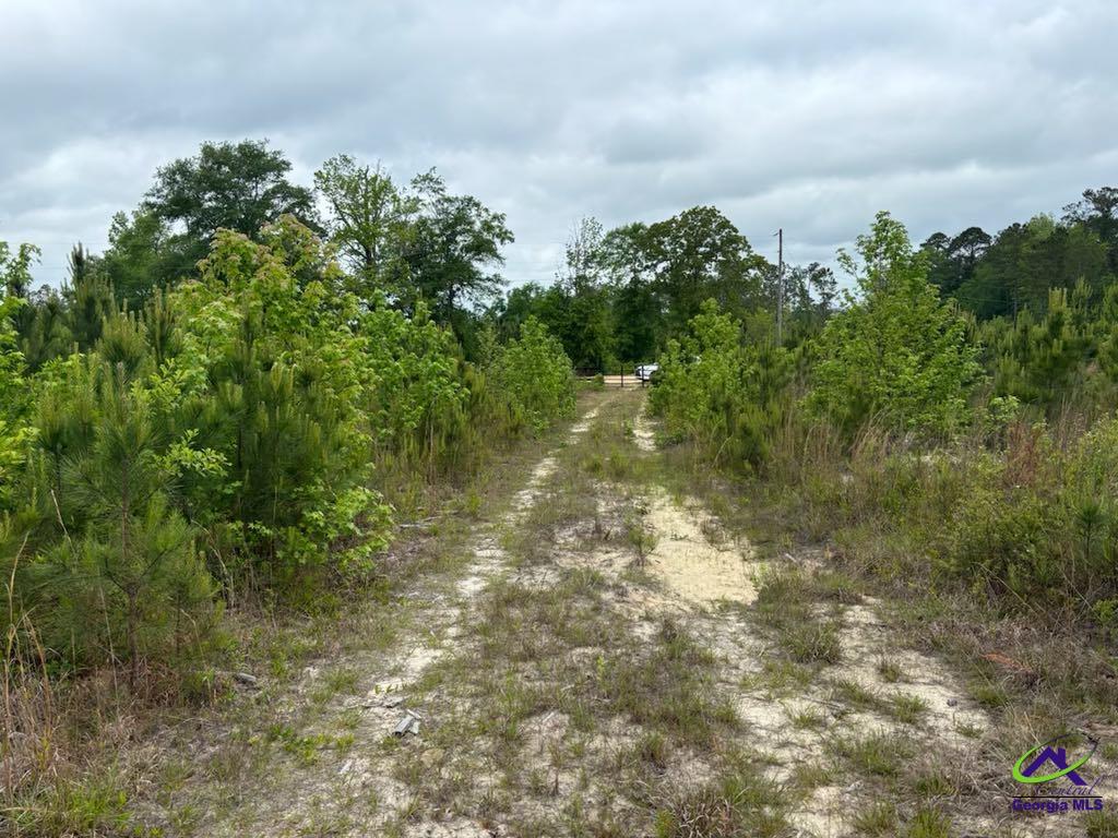 Cactus Hill Road Roberta, GA 31078 - Photo 2 of 7