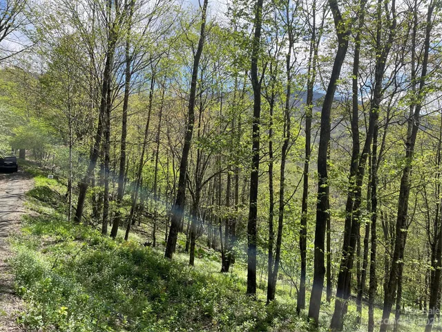 a view of lush green forest
