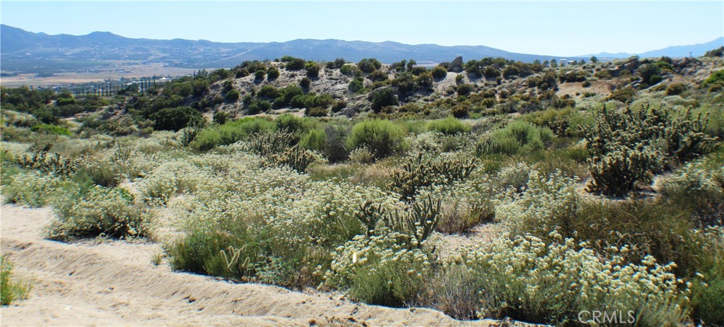 42560 Labrinia Lane Anza, CA 92539 - Photo 12 of 22 a view of a forest with mountains in the background