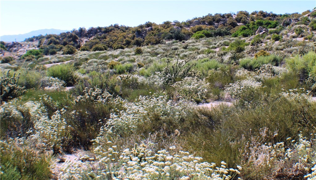42560 Labrinia Lane Anza, CA 92539 - Photo 14 of 22 a view of a forest with a forest