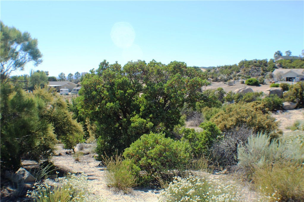 42560 Labrinia Lane Anza, CA 92539 - Photo 6 of 20 a view of a yard with a tree