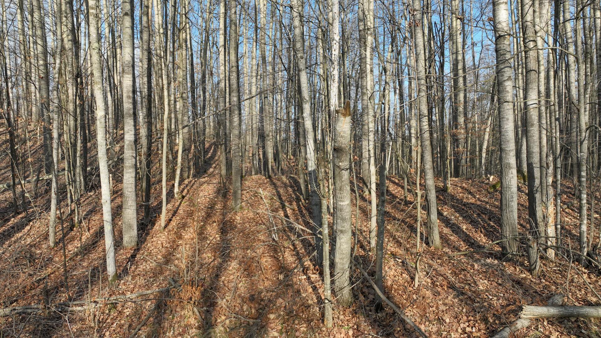 N2383 Loons Landing Road Weyerhaeuser, WI 54895 - Photo 17 of 17