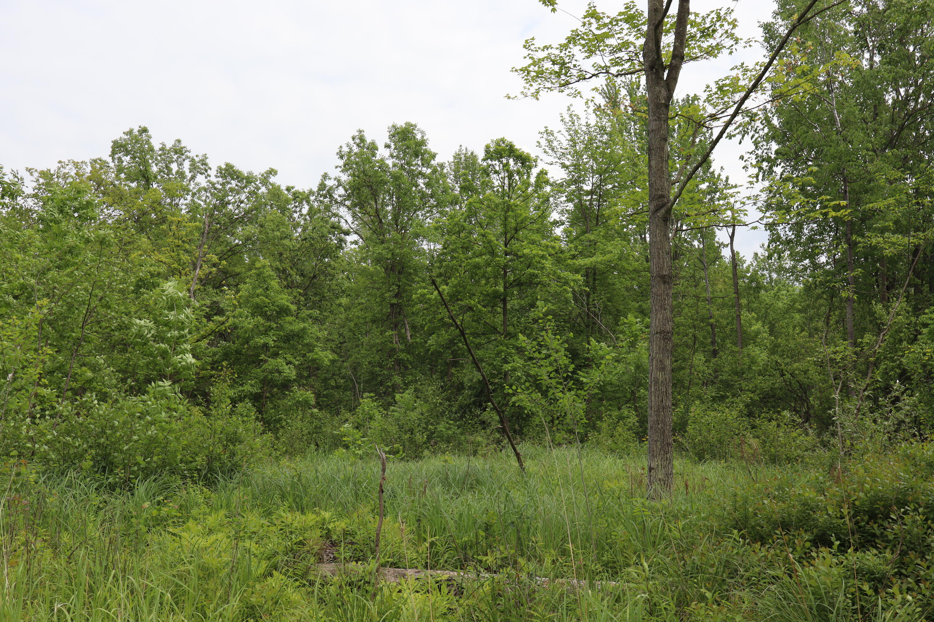 V/l North Sturgeon Road Midland, MI 48642 - Photo 20 of 36 IMG_0863