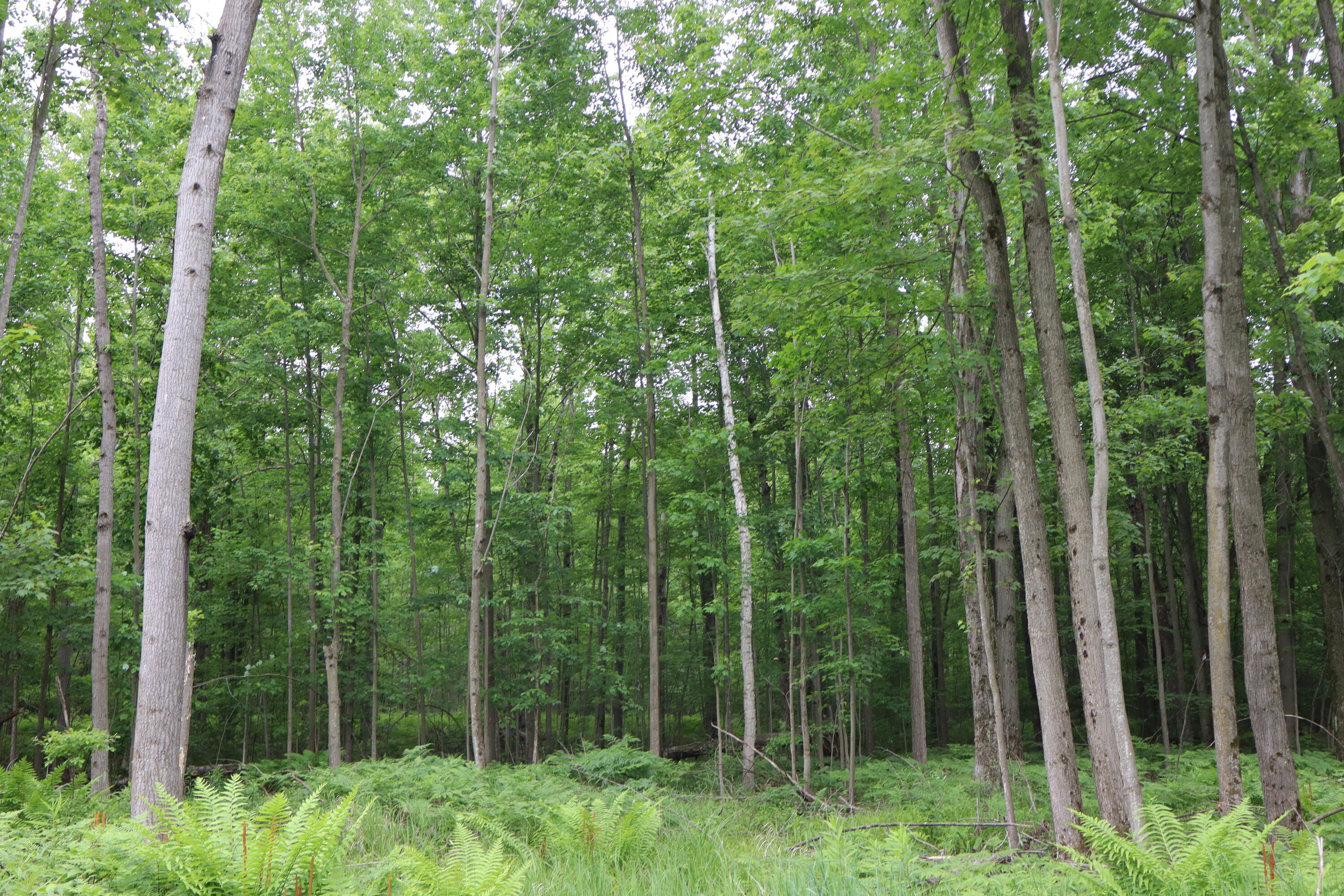 V/l North Sturgeon Road Midland, MI 48642 - Photo 25 of 36 IMG_0868