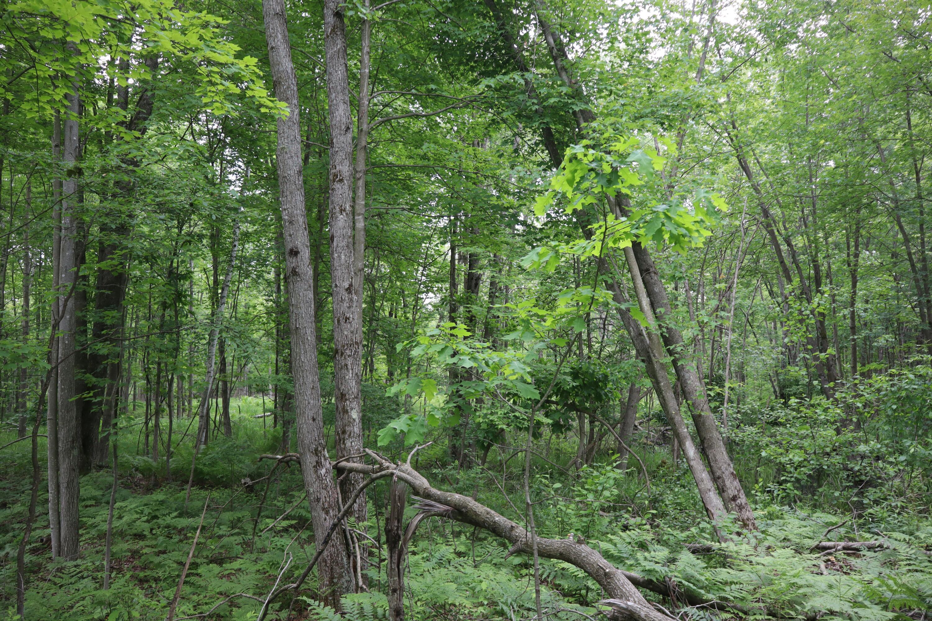 V/l North Sturgeon Road Midland, MI 48642 - Photo 27 of 36 IMG_0870