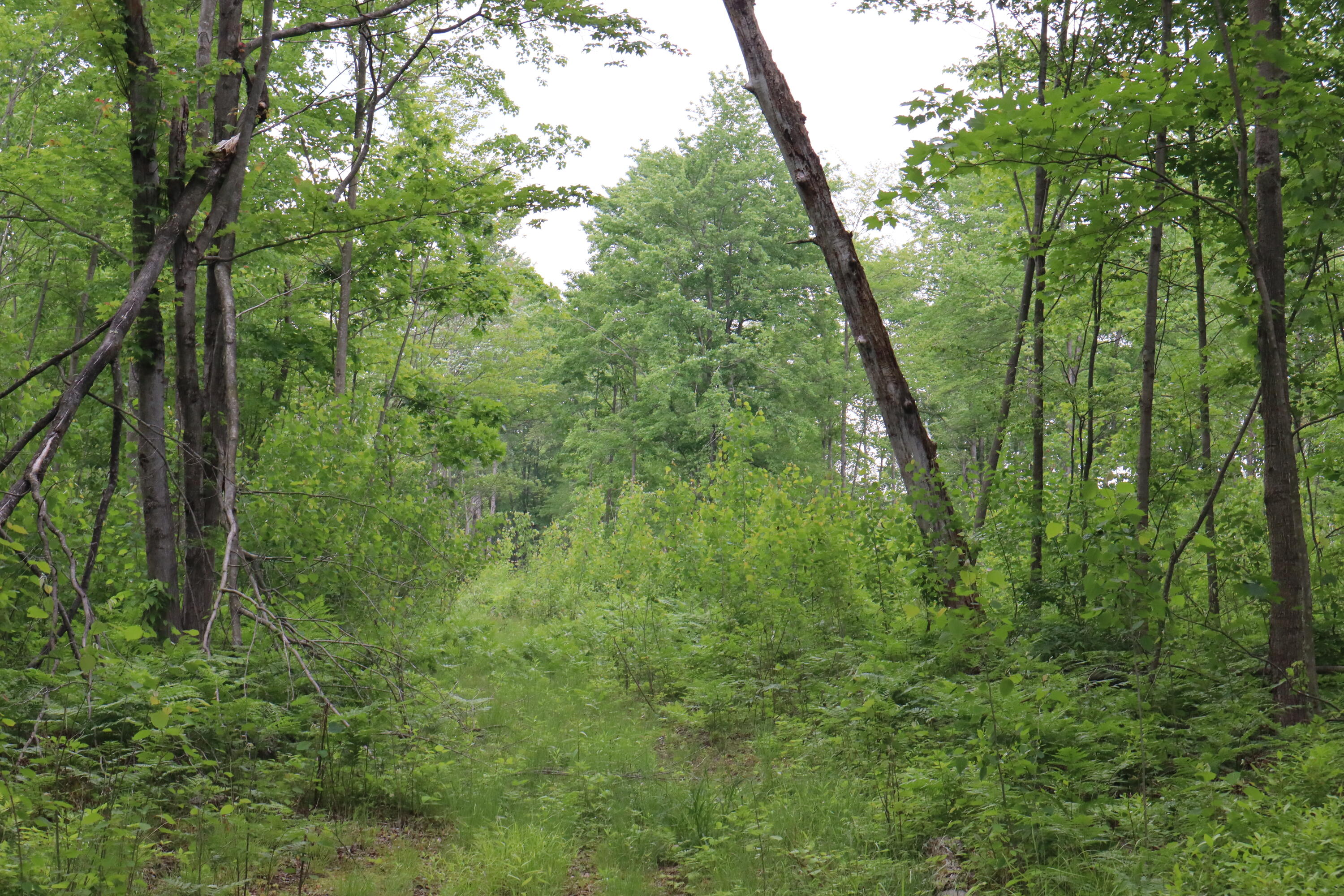 V/l North Sturgeon Road Midland, MI 48642 - Photo 30 of 36 IMG_0875