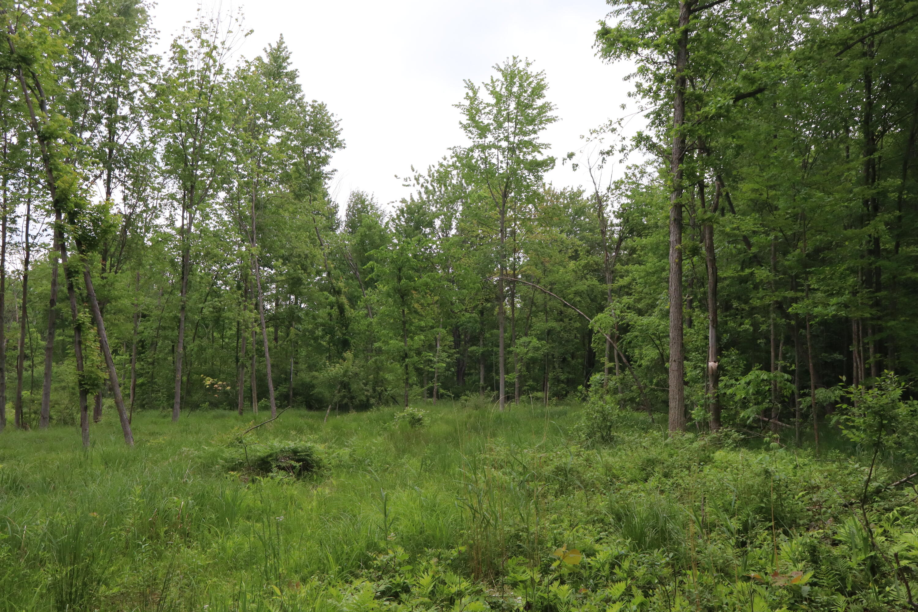 V/l North Sturgeon Road Midland, MI 48642 - Photo 32 of 36 IMG_0879