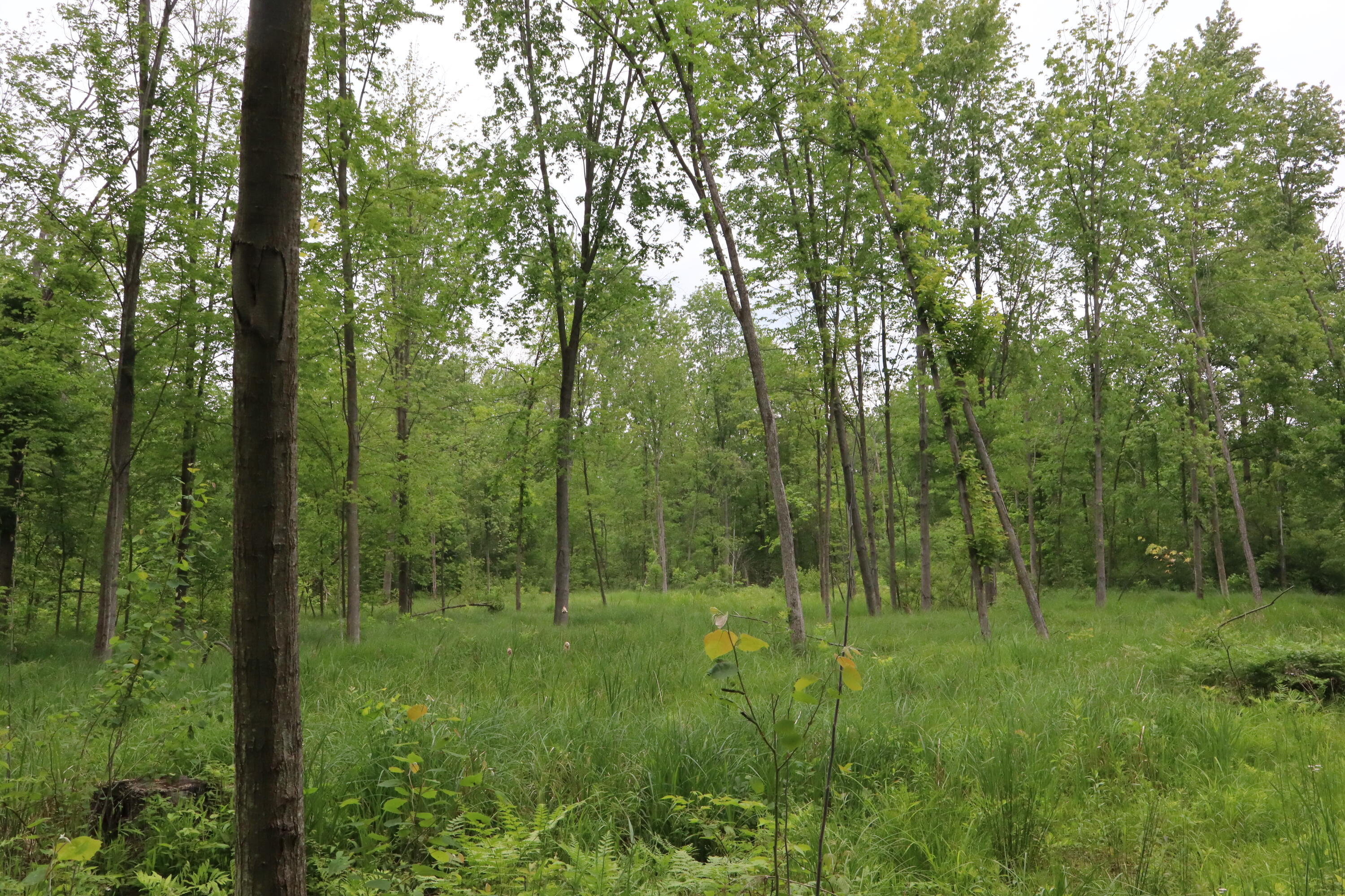 V/l North Sturgeon Road Midland, MI 48642 - Photo 33 of 36 IMG_0880