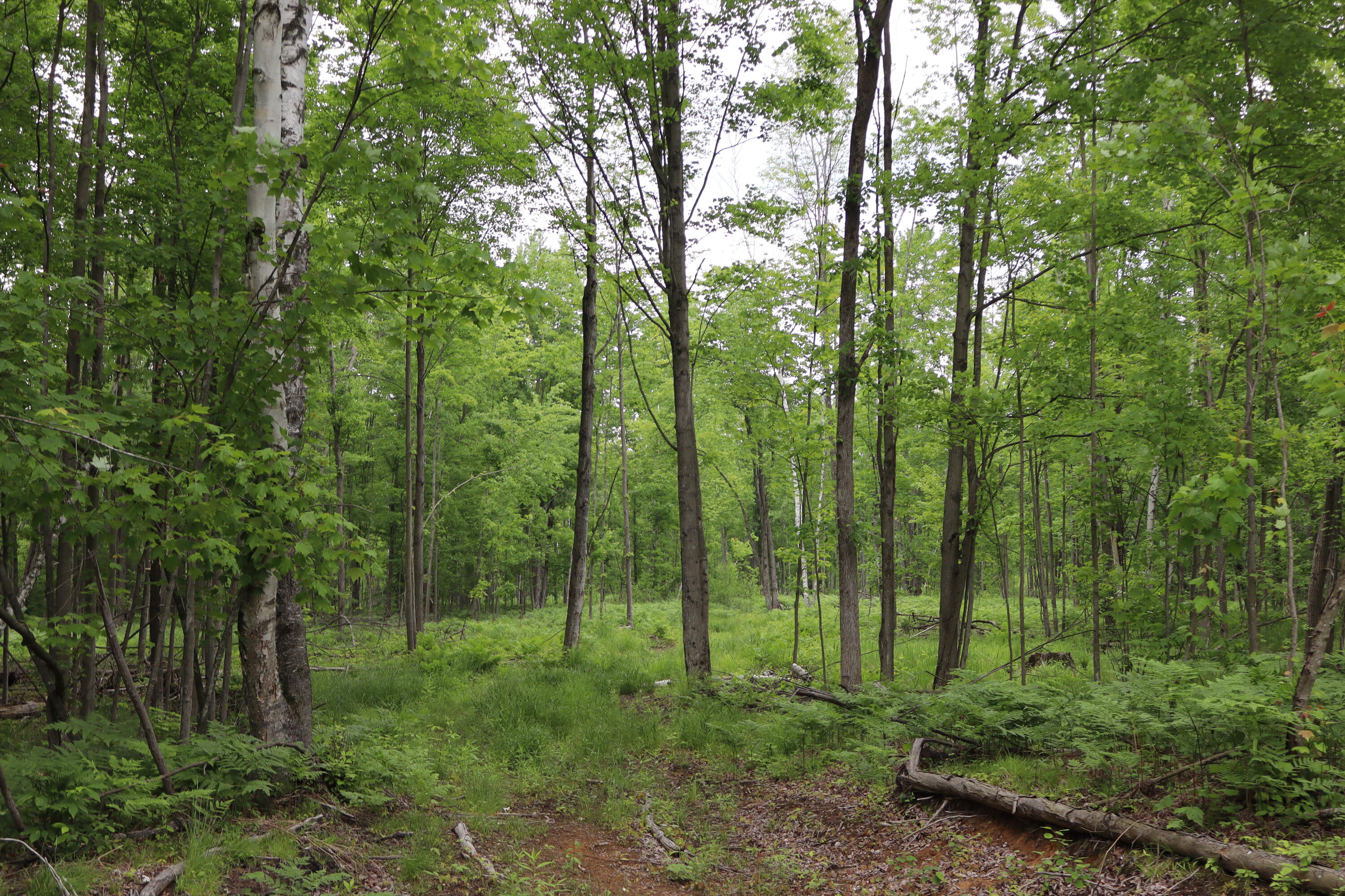 V/l North Sturgeon Road Midland, MI 48642 - Photo 7 of 36 006
