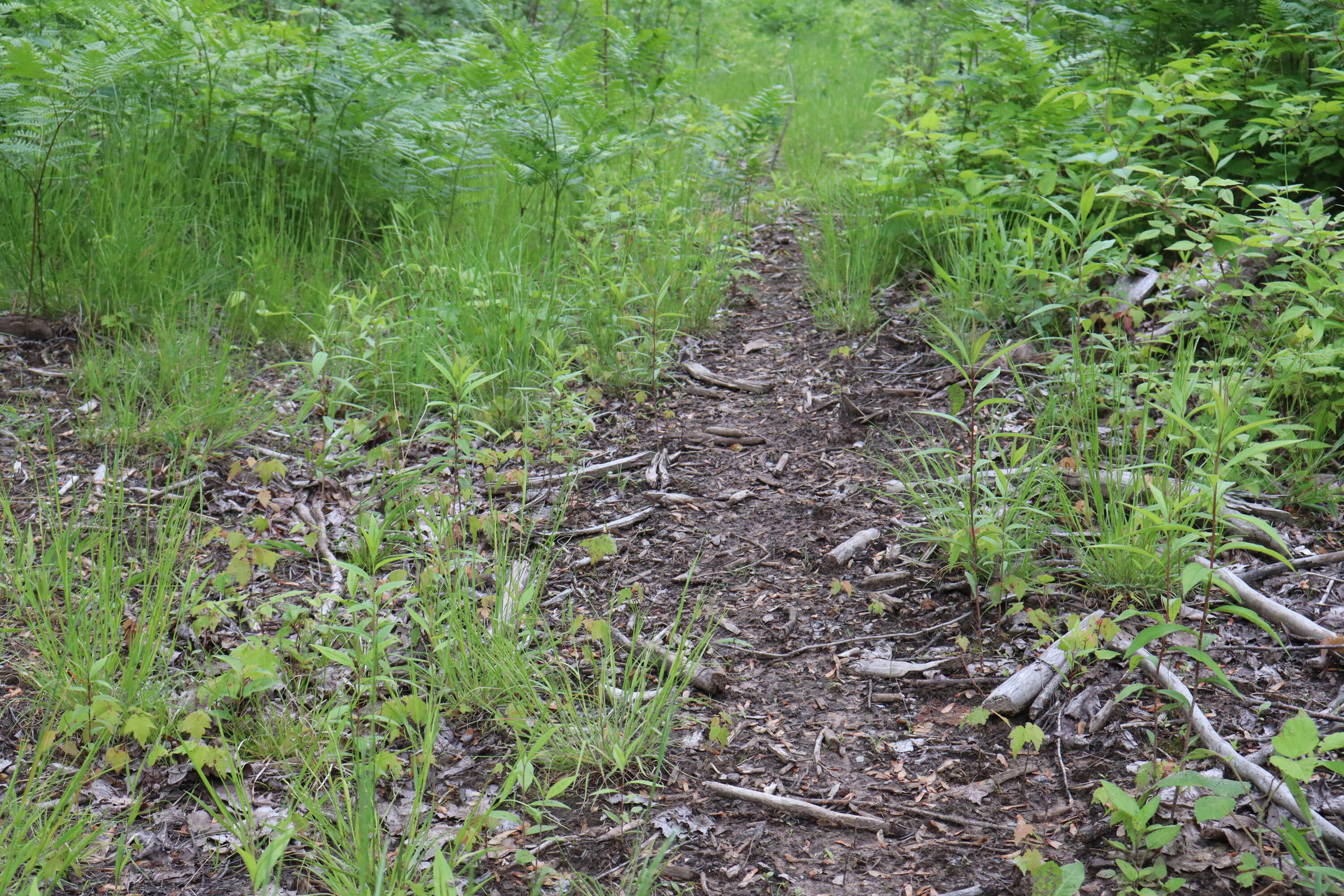 V/l North Sturgeon Road Midland, MI 48642 - Photo 8 of 36 007