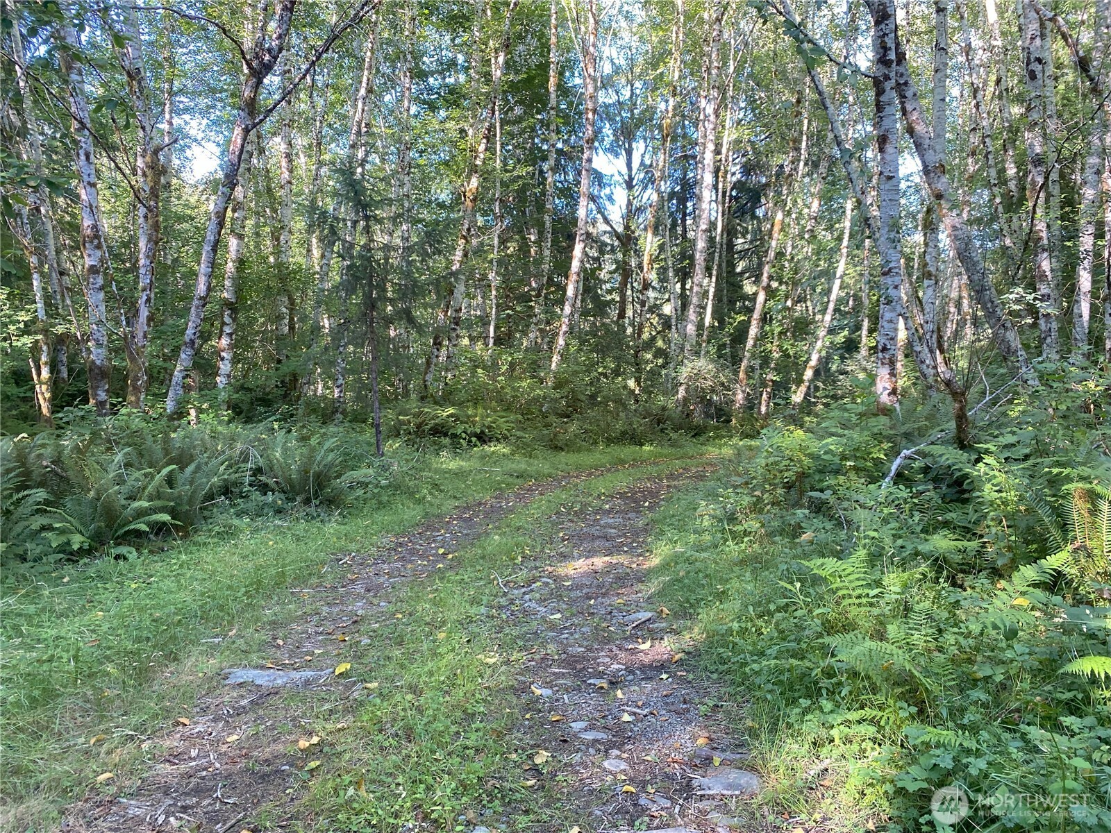 565 Kallman Road Forks, WA 98331 - Photo 19 of 27 a big yard with lots of green space and deers