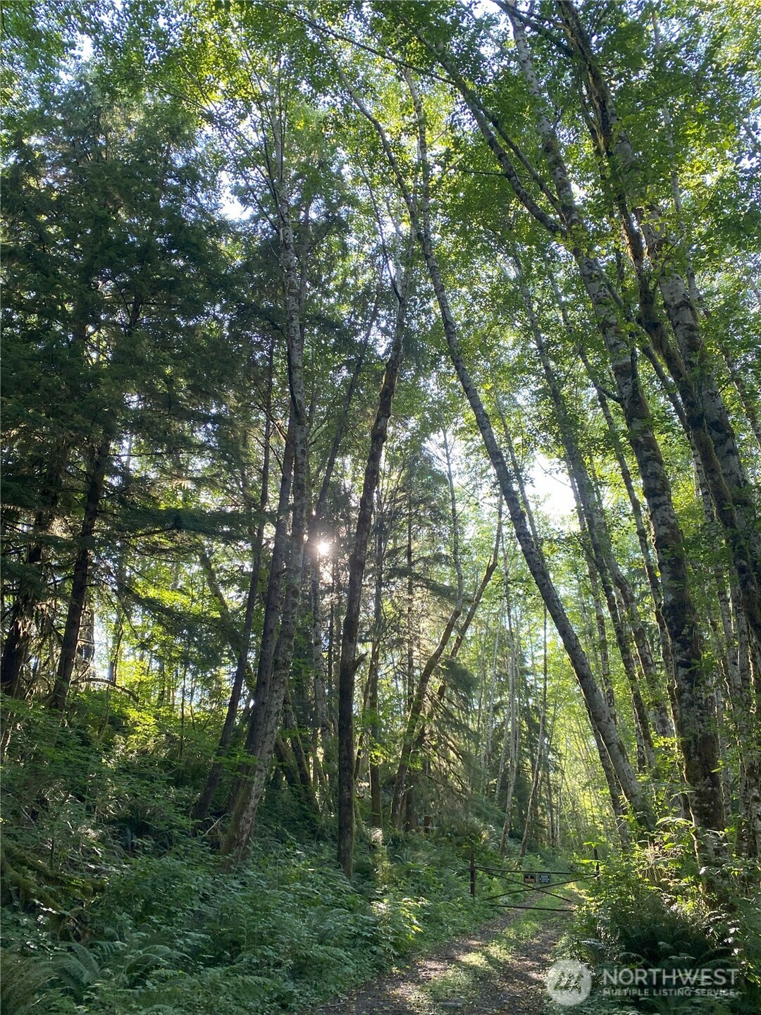 565 Kallman Road Forks, WA 98331 - Photo 23 of 27 a view of forest
