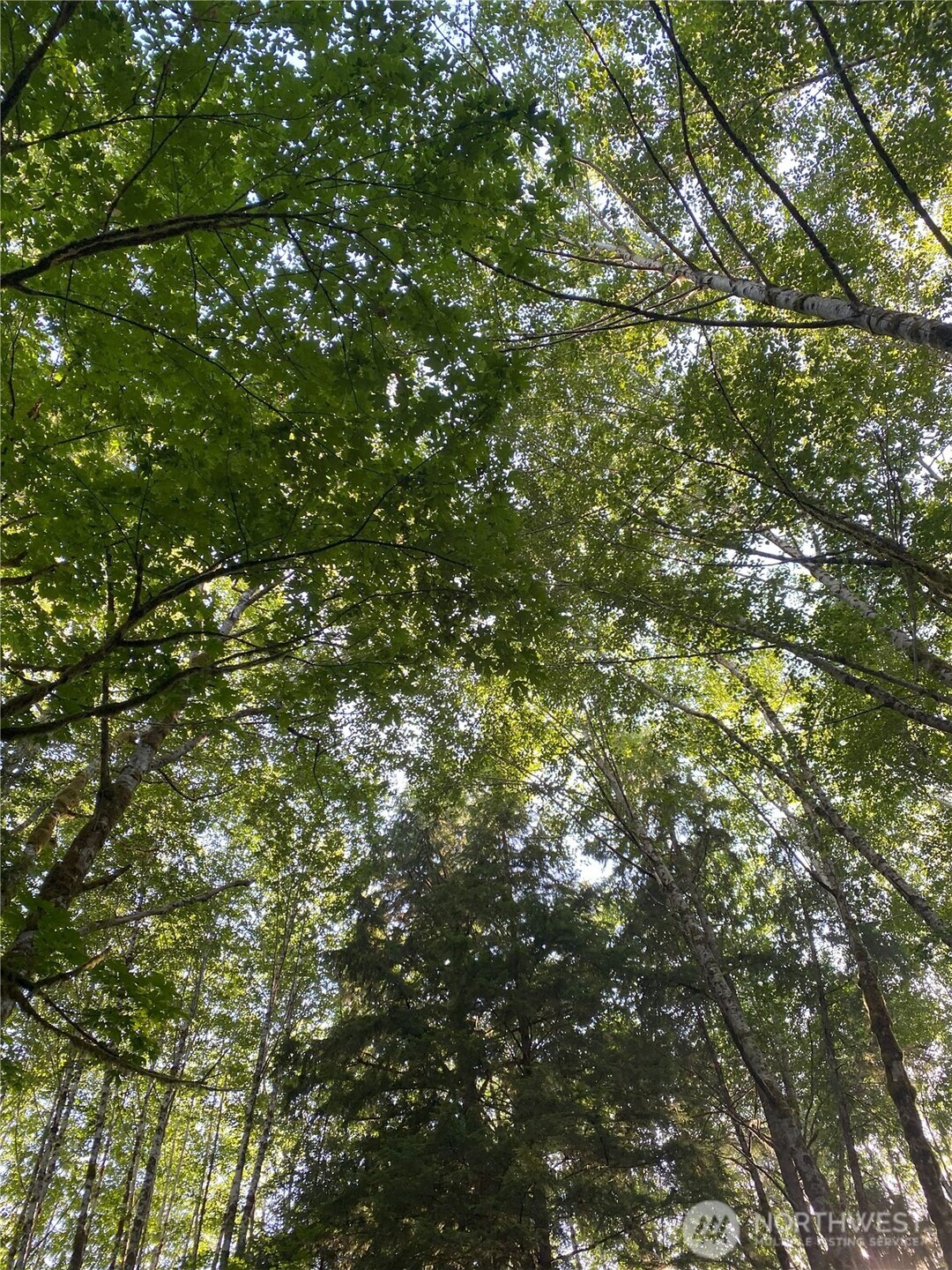 565 Kallman Road Forks, WA 98331 - Photo 24 of 27 a view of a tree