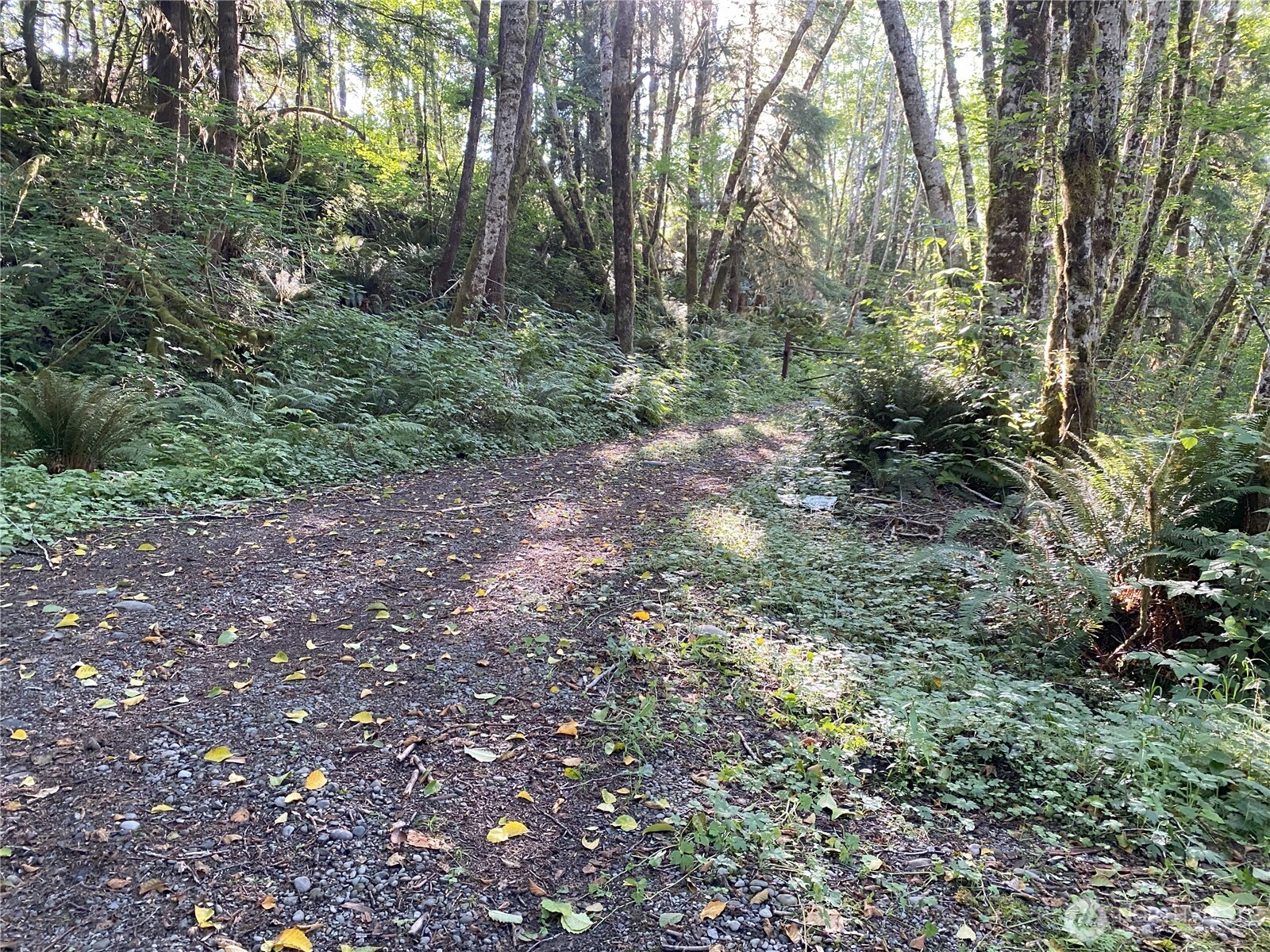 565 Kallman Road Forks, WA 98331 - Photo 26 of 27 a view of a forest with trees in the background