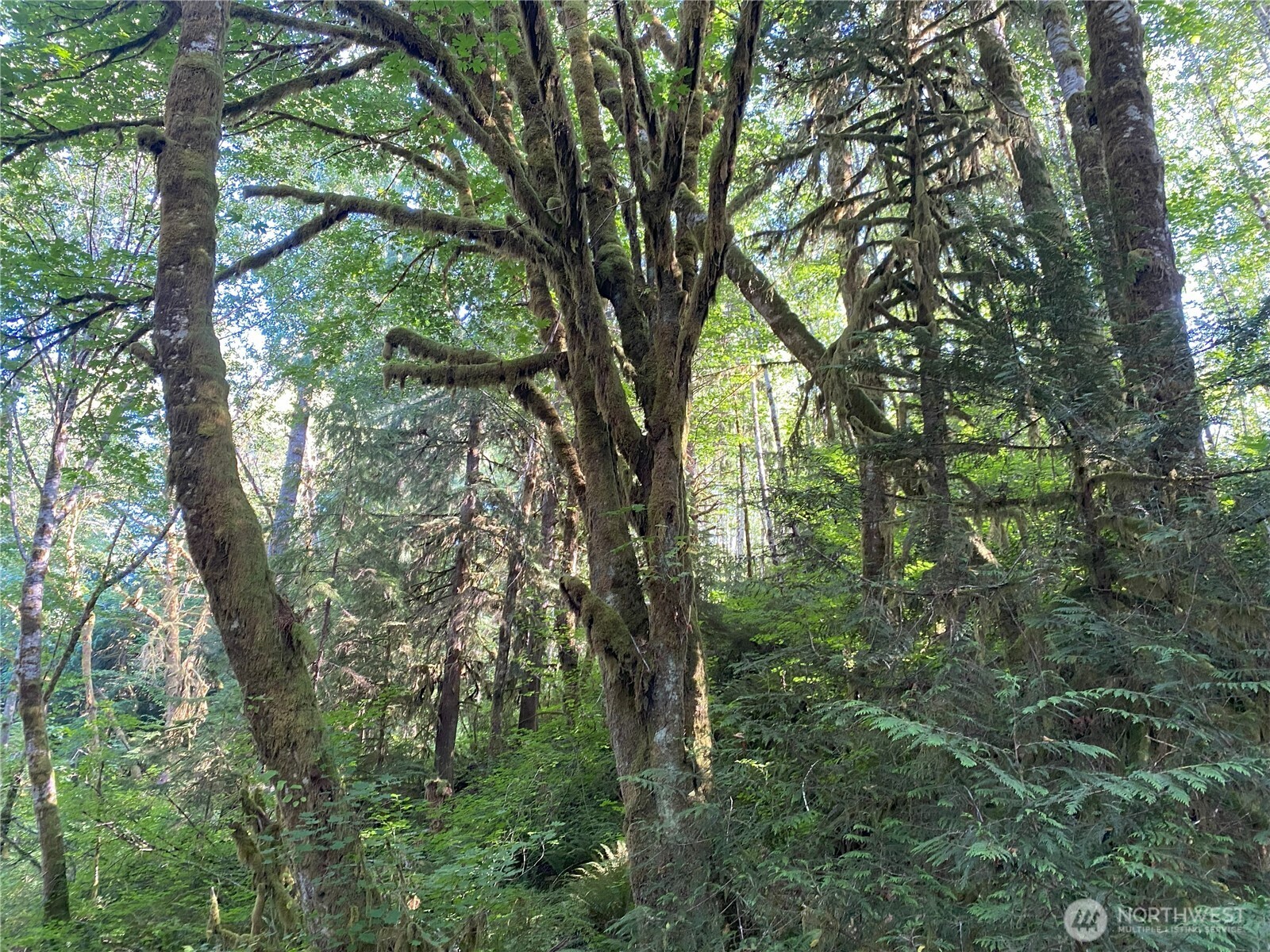 565 Kallman Road Forks, WA 98331 - Photo 3 of 27 a view of a forest with trees