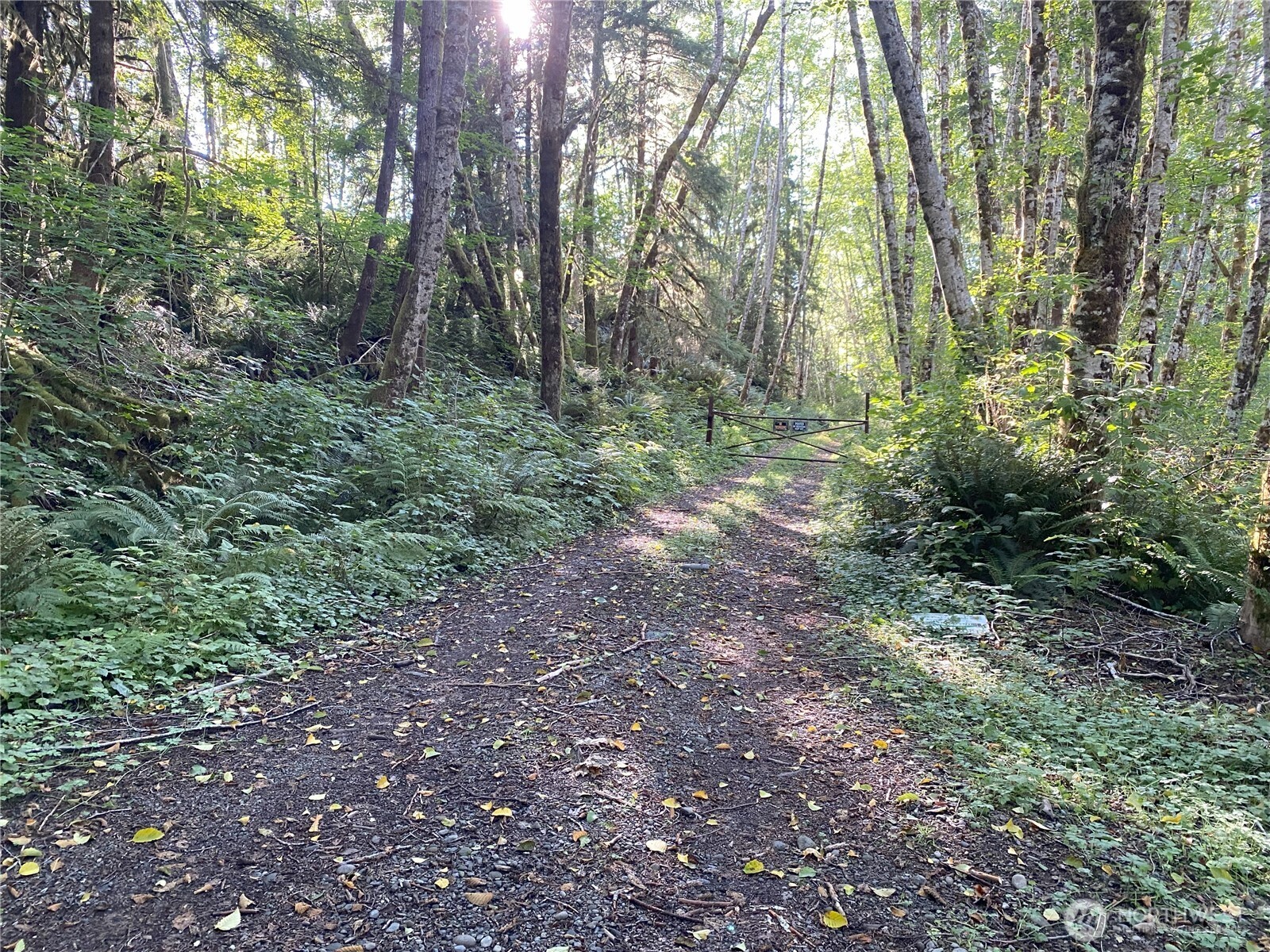 565 Kallman Road Forks, WA 98331 - Photo 4 of 27 a view of a forest with trees in the background