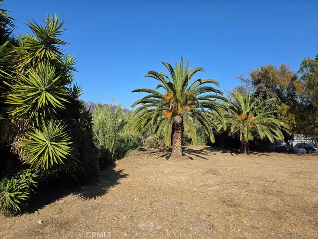 a view of a palm trees in front of a house