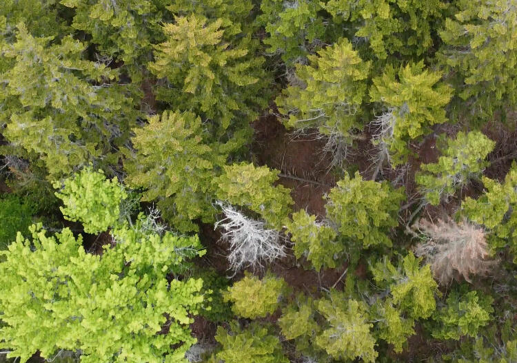 Lot 5 Ripley Neck Road Harrington, ME 04643 - Photo 20 of 39 IMG_8013