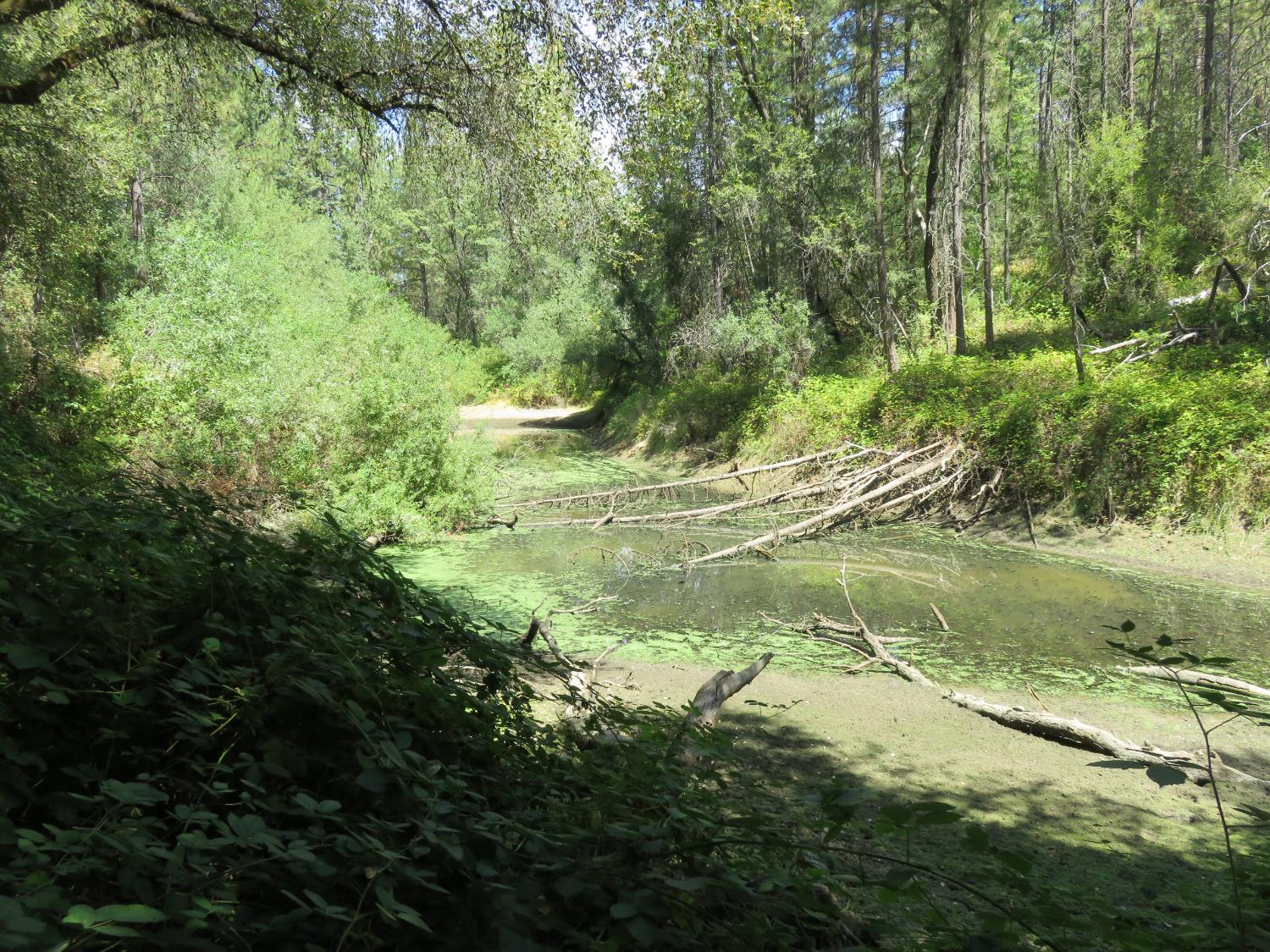 2563 Woodhouse Mine Road West Point, CA 95255 - Photo 22 of 49 a view of a lush green forest with lots of trees